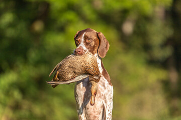 Portrait of a braque francais  hound retrieving a dead duck