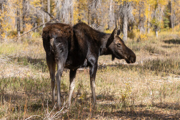 Cow Shiras Moose in Autumn in Wyoming