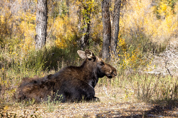 Cow Shiras Moose in Autumn in Wyoming