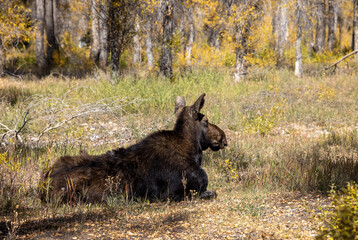 Cow Shiras Moose in Autumn in Wyoming