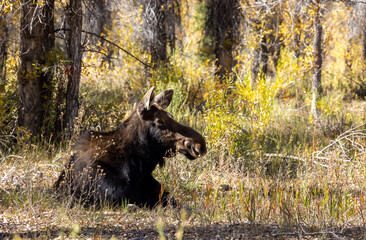 Cow Shiras Moose in Autumn in Wyoming
