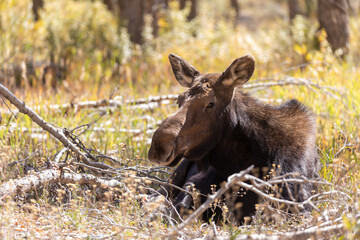 Cow Shiras Moose in Autumn in Wyoming