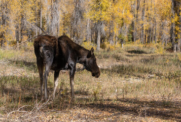 Cow Shiras Moose in Autumn in Wyoming