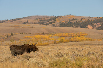 Cow Shiras Moose in Autumn in Wyoming