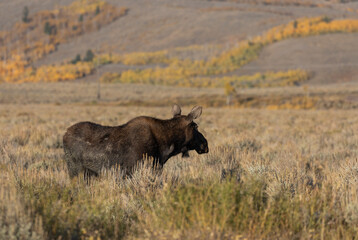 Cow Shiras Moose in Autumn in Wyoming