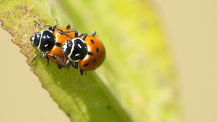 Ladybugs mating on a leaf in Cotacachi, Ecuador