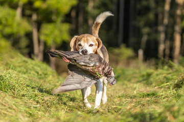 Portrait of a beagle hound retrieving a dead dove. Fowling with a gun dog