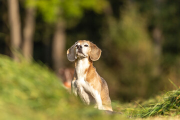 Portrait of a beagle gundog. A beagle gun dog in a forest.