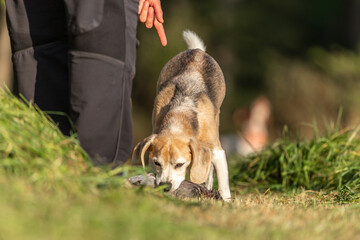 Portrait of a beagle hound following the instructions of it´s owner during a fowling