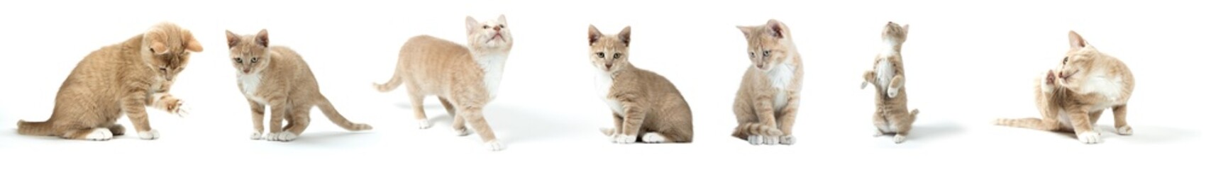 chaton avec différentes poses sur fond blanc