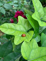 ladybug on a green leaf