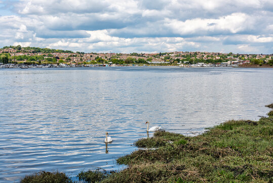 Swans on the River Medway at Strood and Rochester in Kent, England