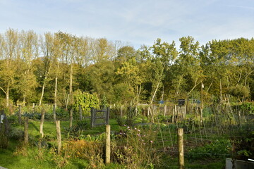 Le potager collectif de l'abbaye du Rouge-Cloître à la lisière de la forêt de Soignes en automne à Auderghem