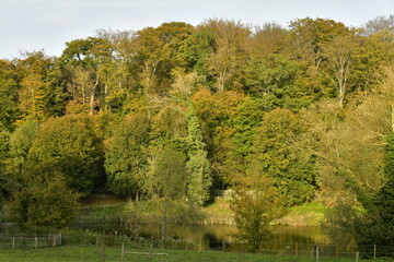 La for&ecirc;t de Soignes en automne en fin de journ&eacute;e sur le site de l'abbaye du Rouge-Clo&icirc;tre &agrave; Auderghem 