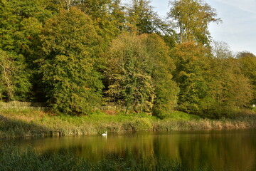 Naklejka na ściany i meble La forêt de Soignes en automne en fin de journée sur le site de l'abbaye du Rouge-Cloître à Auderghem 