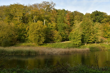 Fototapeta na wymiar La forêt de Soignes en automne en fin de journée sur le site de l'abbaye du Rouge-Cloître à Auderghem 