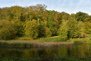 Fototapeta na wymiar La forêt de Soignes en automne en fin de journée sur le site de l'abbaye du Rouge-Cloître à Auderghem 