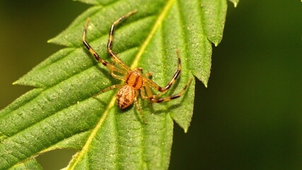 Crab spider hatchling on a marijuana leaf in Cotacachi, Ecuador