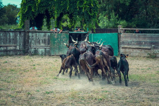 The work of herdsmen in the toril to select Camargue bulls from breeding in Camargue, France