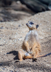 Erdmännchen
