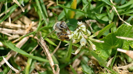 Honey bee on a white clover flower in Cotacachi, Ecuador
