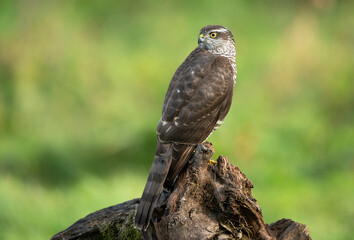 Sparrowhawk ( Accipiter nisus ) close up