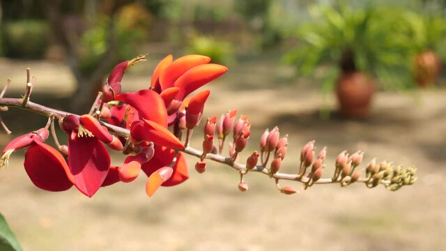 Erythrina fusca tree in Indonesia. Coral tree.