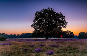 Lüneburger Heide - Tree On Field Against Sky During Sunrise	