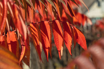 A branch with red leaves close-up on a sumac tree on a blurry background.