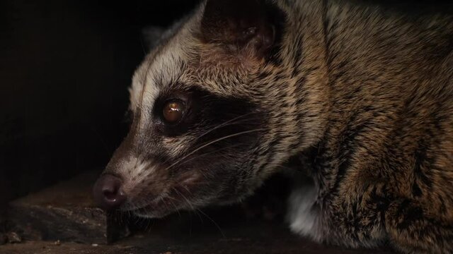 Luwak on a bench at tanah lot temple in bali. Luwaks are animals used to produce a gourmet Luwak coffee. Civet cat on the coffee plantation in Indonesia. (Paradoxurus hermaphroditus). Kopi Luwak.