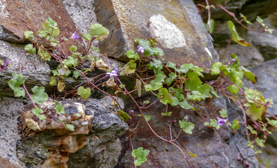 Close up pf the flowers of Ivy leaved Toadflax (Cymbalaria muralis) growing outside on a weathered stone wall. Droplets in leaves after rain. Landscape image with selective focus. Space for text. UK.  - 463441160