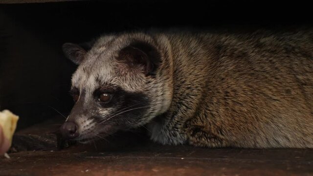 Luwak on a bench at tanah lot temple in bali. Luwaks are animals used to produce a gourmet Luwak coffee. Civet cat on the coffee plantation in Indonesia. (Paradoxurus hermaphroditus). Kopi Luwak.