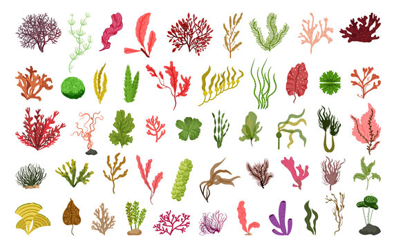 Collection of colorful detailed algae. Illustrations isolated on white background.