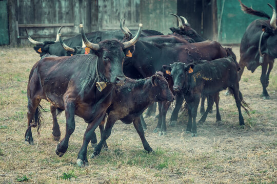 The work of herdsmen in the toril to select Camargue bulls from breeding in Camargue, France