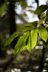 Feuilles de châtaignier