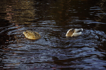 two duck in the pond water searching for food