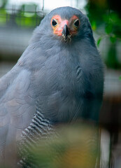 African Harrier hawk bird of prey bird