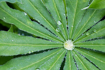 Symmetrical green delphinium leaves with raindrops in the summer garden. Macro.