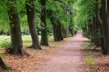 Leśna ścieżka © Szymon