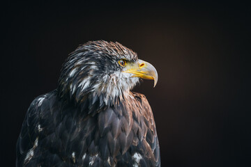 Closeup portrait of Washington Eagle against clear background