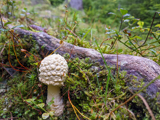 Muchomor © Sebastian