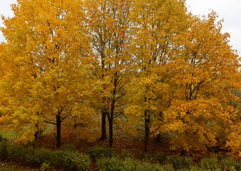 Fototapeta na wymiar Autumn painted leaves of trees in the park in yellow.