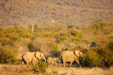 Obraz premium Africa. Wild life.