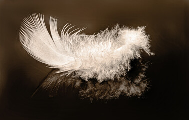 One white feather on a black background, macrophotography