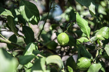 Gr&uuml;ne Zitrone am Zitronenbaum