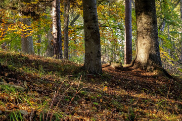 Sweden. Sunny morning in the autumn forest