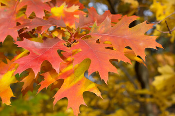 leaves in autumn, oak leaves