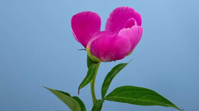 Timelapse opening peony flower on blue screen