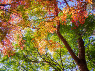 逆光に映える紅葉　秋イメージ