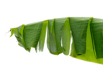 green beans isolated on white